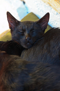 两个黑街小猫睡在户外的枕头上。科孚岛。gre