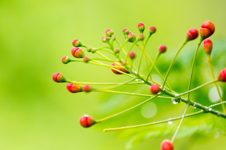 花不