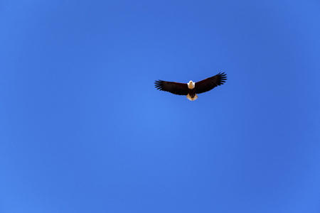 高蓝蓝的天空中的鹰图片