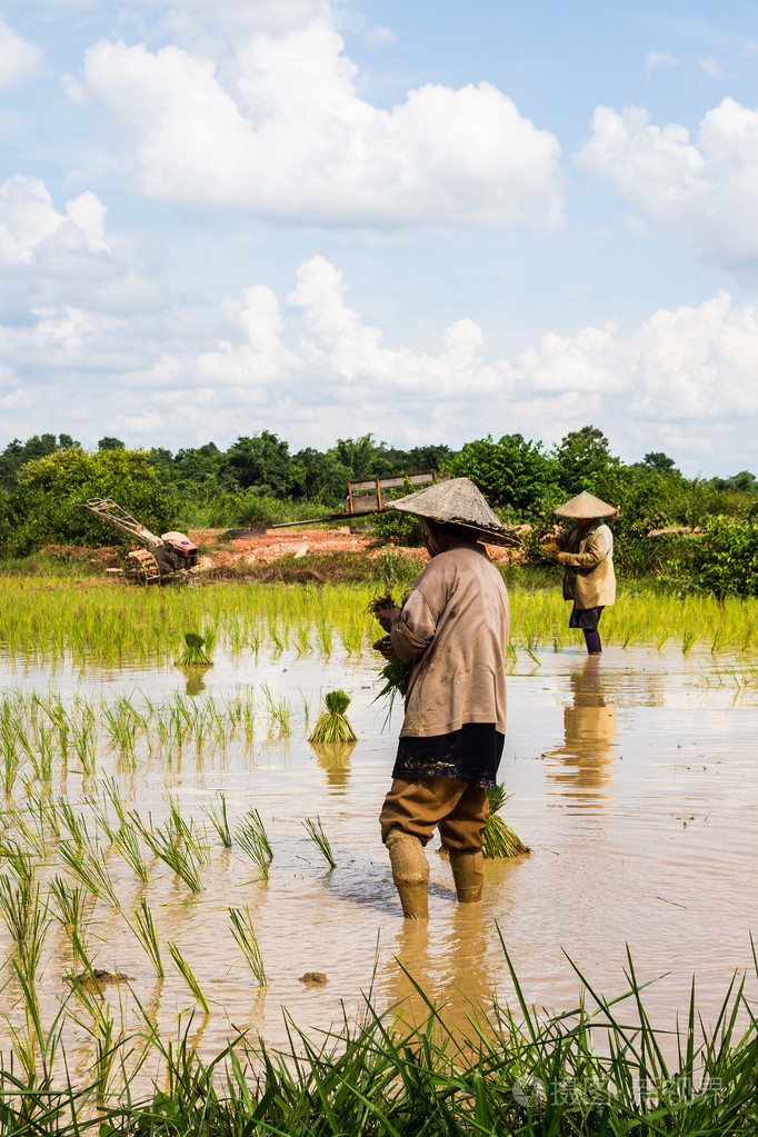 泰国农民种植水稻水稻耕地