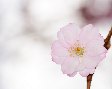 樱花盛开