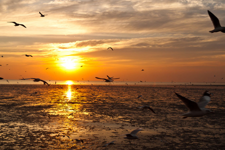 在背景中的日落海鸥