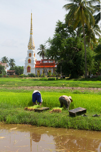 泰国种植水稻水稻耕地图片