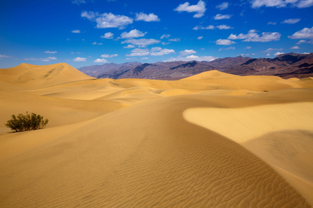 死亡谷国家公园的豆科灌木的沙丘沙漠