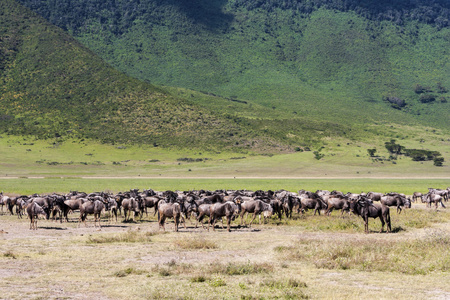 在 sereneti，坦桑尼亚的角马大迁徙