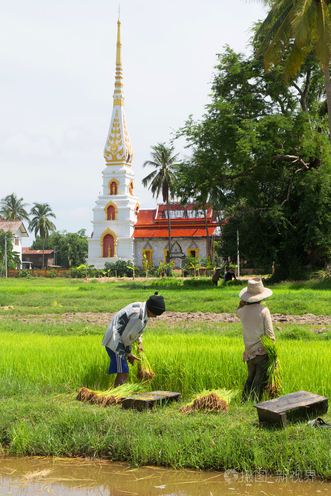泰国农民种植水稻水稻耕地