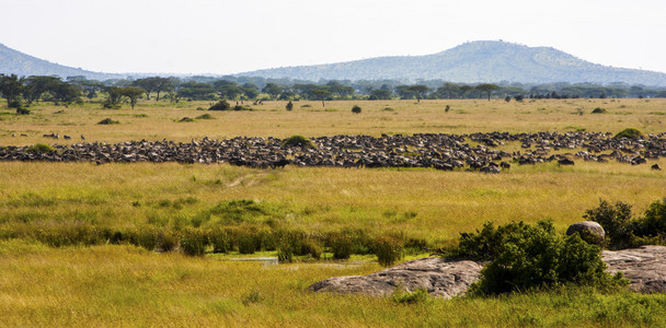 在坦桑尼亚塞伦盖蒂国家公园在迁移过程中的动物的畜群