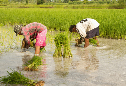 泰国农民种植水稻水稻耕地照片