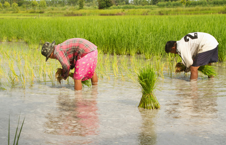 泰国农民种植水稻水稻耕地