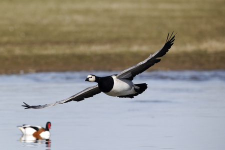 白额黑雁，branta leucopsis