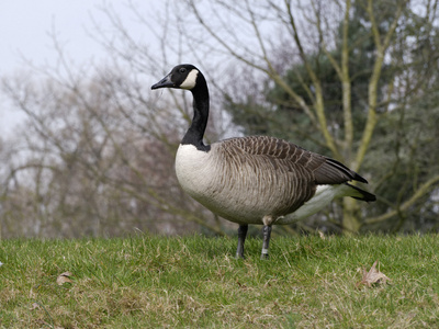 加拿大鹅，branta 黄花