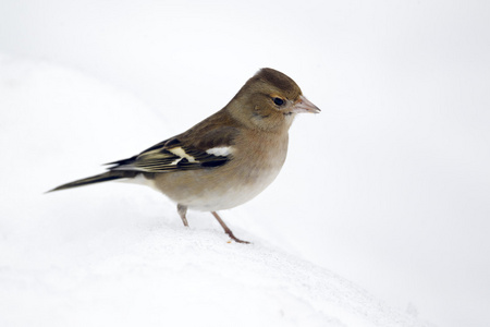 燕雀，fringilla coelebs