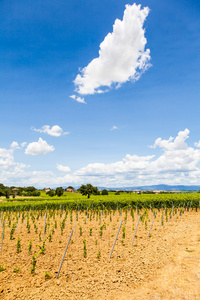 托斯卡纳 wineyard