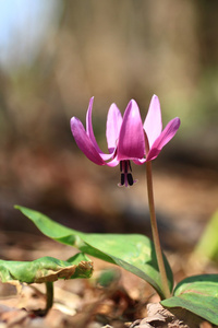 一种赤莲紫或 Katakuri Erythronium 日本 在日本