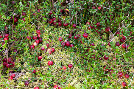 生长在沼泽里的野生蔓越莓秋季收获照片