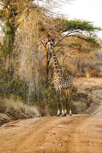 在荒野中的长颈鹿