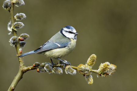 蓝雀，parus 鸢