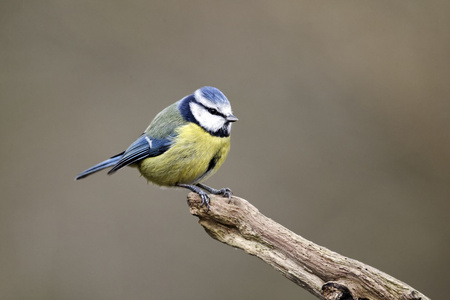 蓝雀，parus 鸢