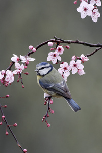 蓝雀，parus 鸢