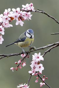 蓝雀，parus 鸢