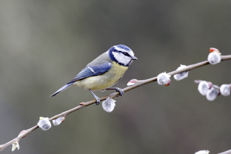 蓝雀，parus 鸢