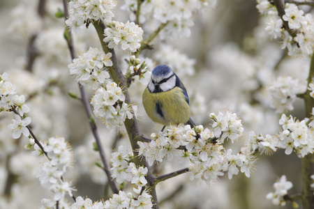 蓝雀，parus 鸢