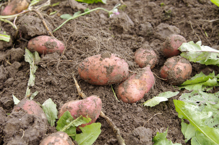 新鲜挖土豆