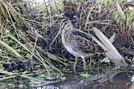 常见只鹬，gallinago gallinago