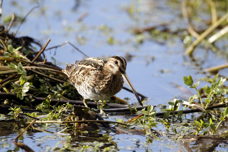 常见只鹬，gallinago gallinago