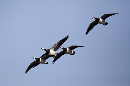 白额黑雁，branta leucopsis