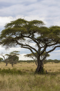 在非洲荒野棵孤独的树