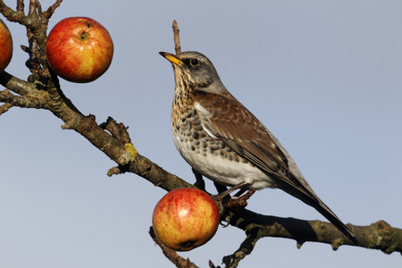 fieldfare，鸫 pilaris