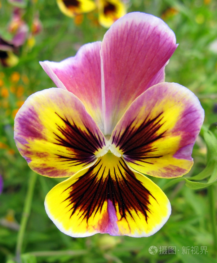 花园花三色堇的照片jpg