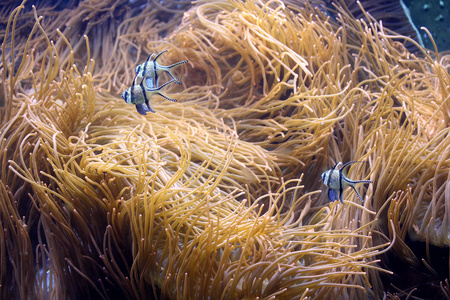 水族馆生活