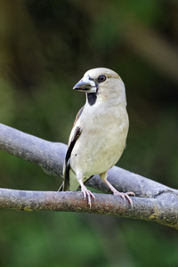 hawfinch，coccothraustes coccothraustes