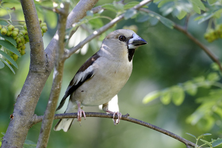 hawfinch，coccothraustes coccothraustes