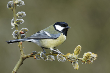 大山雀，parus 主要