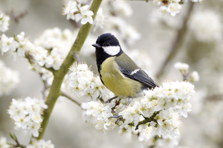 大山雀，parus 主要