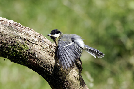 大山雀，parus 主要