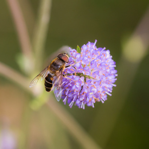 hoverfly 上一朵花