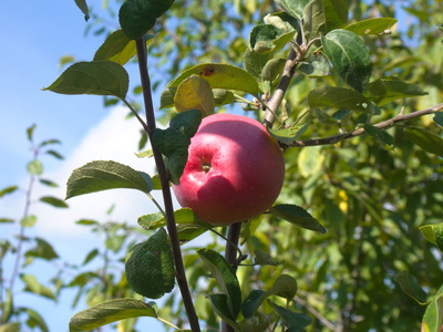 树枝上的红苹果