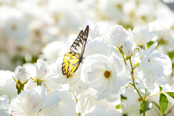 白花上的蝴蝶