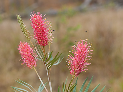 春天的花澳大利亚 grevillea 沿海日落