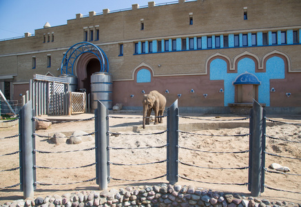 俄罗斯莫斯科动物园里的大象