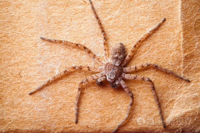 蜘蛛在纸板上