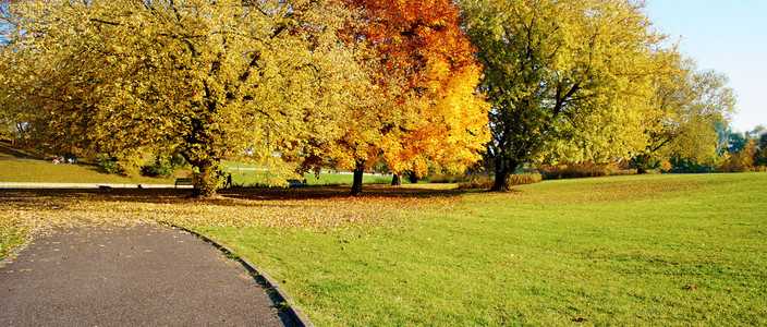 七彩树在秋天的公园