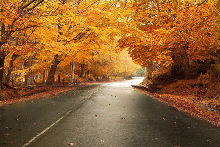 秋季景观与路和美丽的彩色的树
