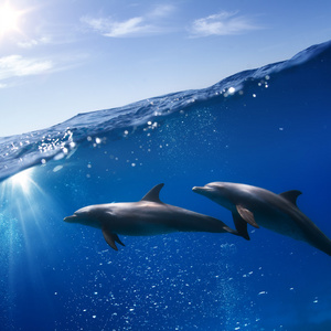 两个海豚水下游泳