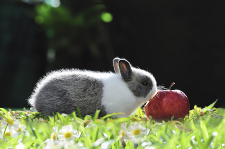 苹果兔图片