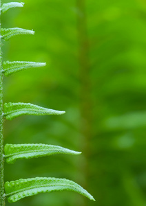 异国情调的蕨类植物